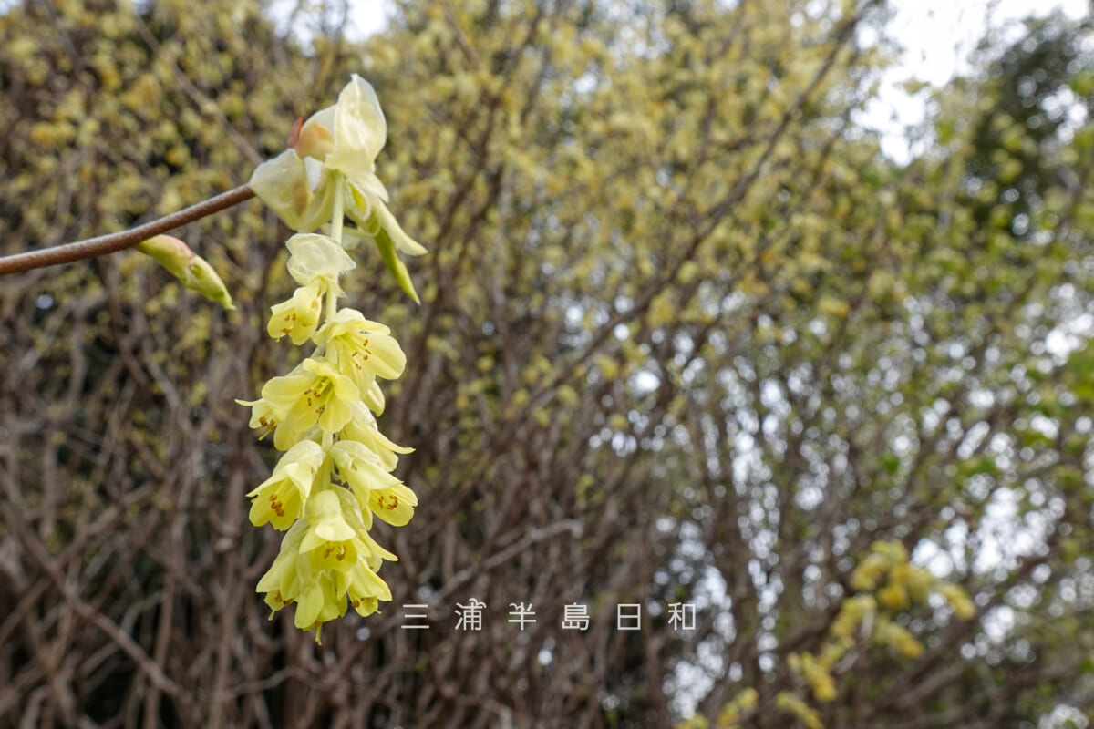くりはま花の国-樹木園・トサミズキ[アップ]（撮影日：2026.03.22）
