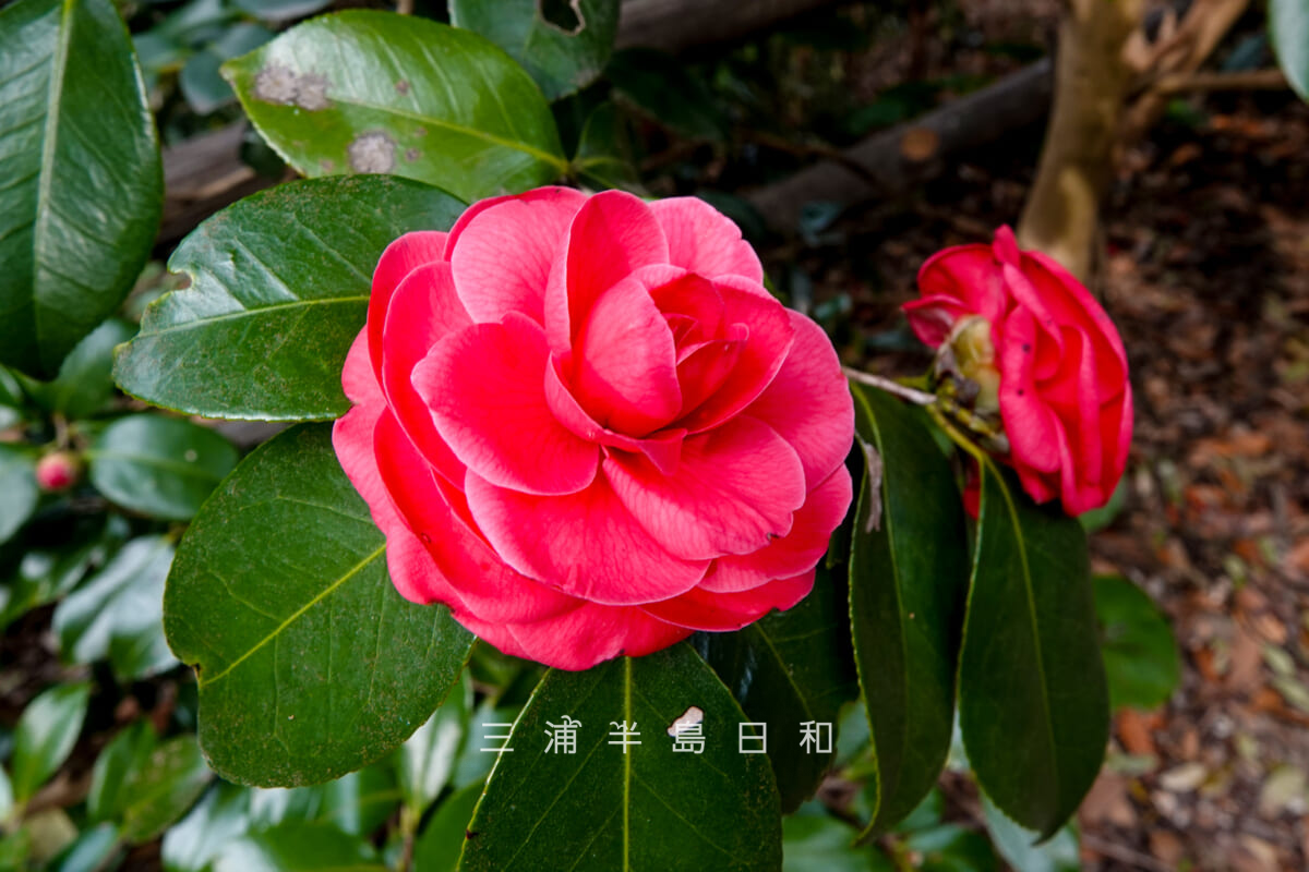 くりはま花の国-樹木園・ツバキ(撮影日:2026.03.22)