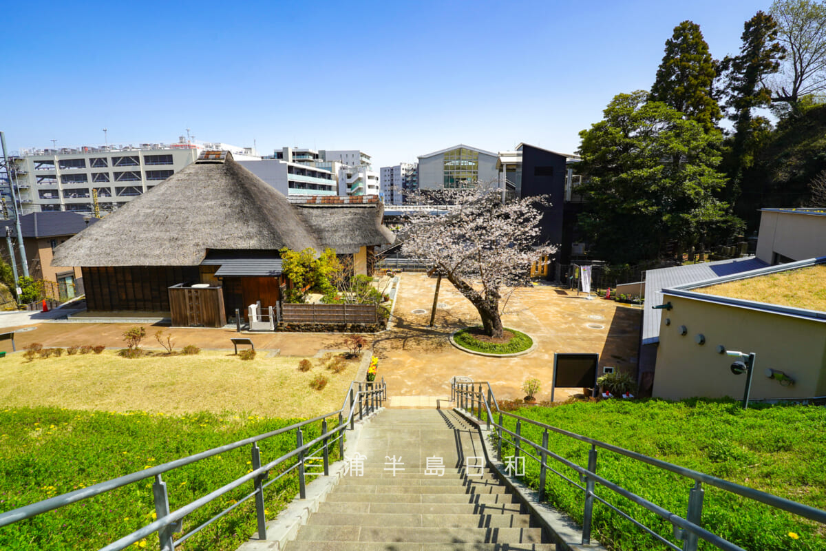 金沢八景権現山公園・旧円通寺客殿（旧木村家住宅主屋）・春の園内を見下ろす（撮影日：2026.03.27）