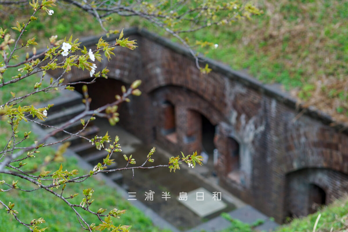千代ヶ崎砲台跡・塁道の上の咲きはじめのオオシマザクラ（撮影日：2026.03.25）