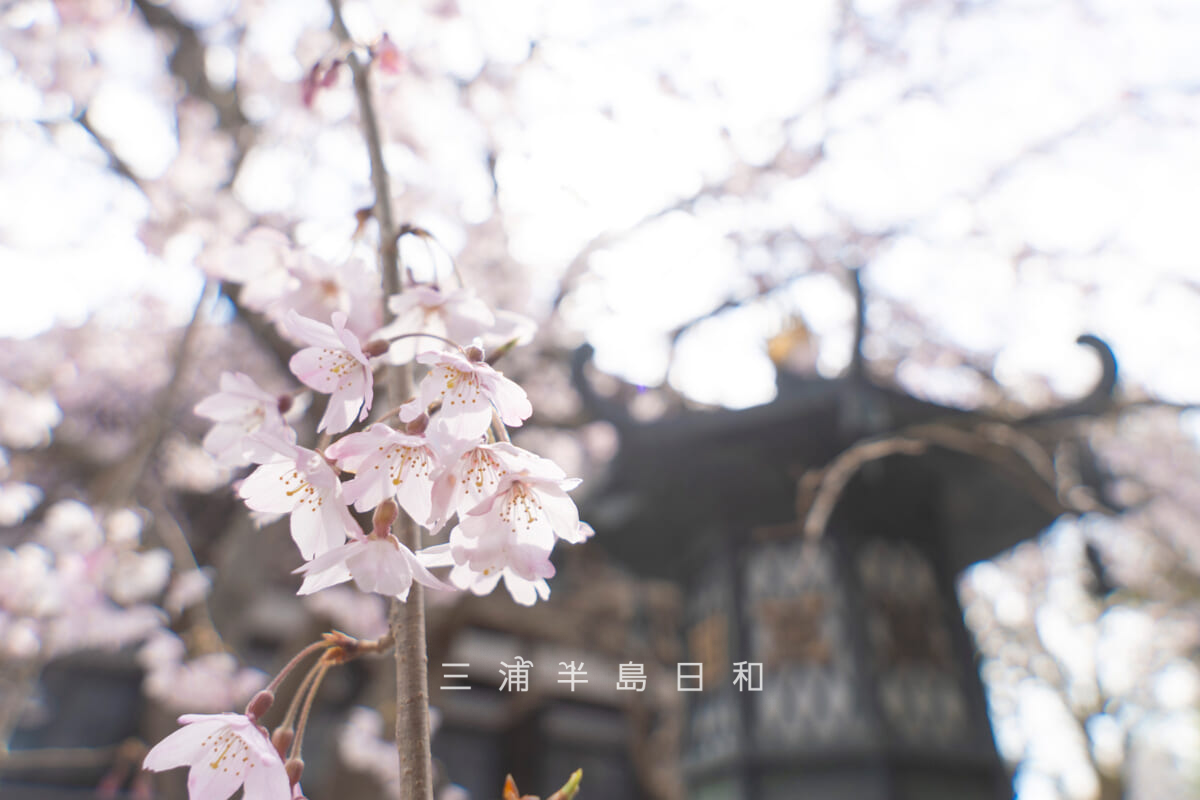 本覚寺・灯篭前の枝垂れ桜[アップ]（撮影日：2026.03.23）