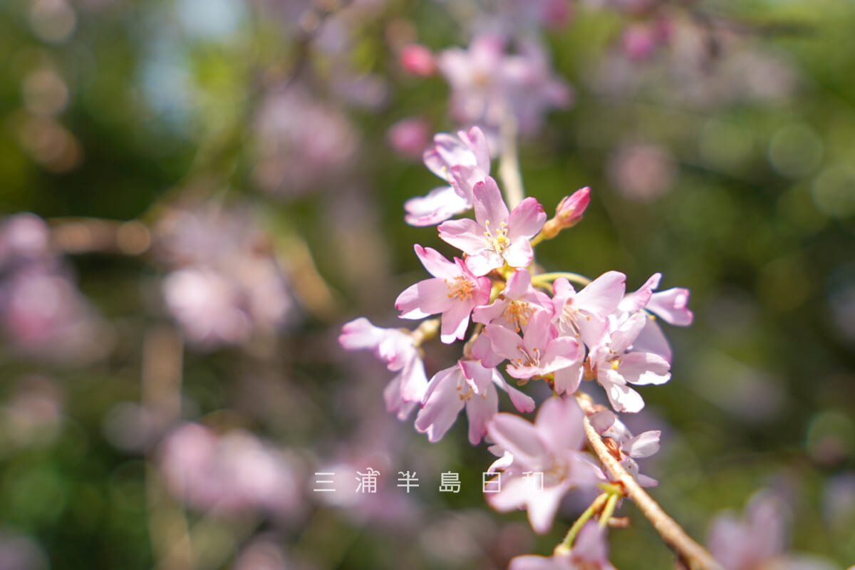 長勝寺・参道の枝垂れ桜[アップ]（撮影日：2026.03.27）