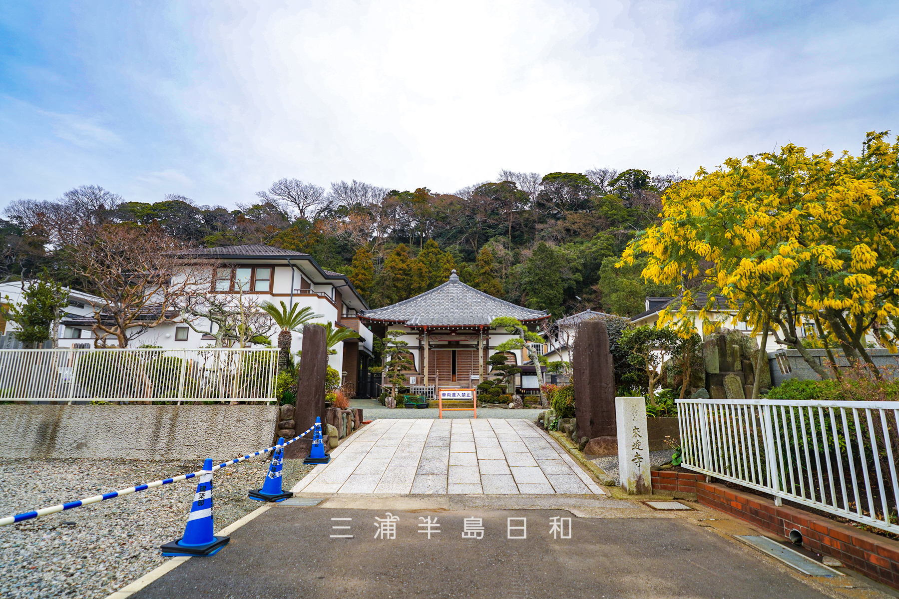 来迎寺（材木座）・ミモザの頃の境内（撮影日：2026.02.27）