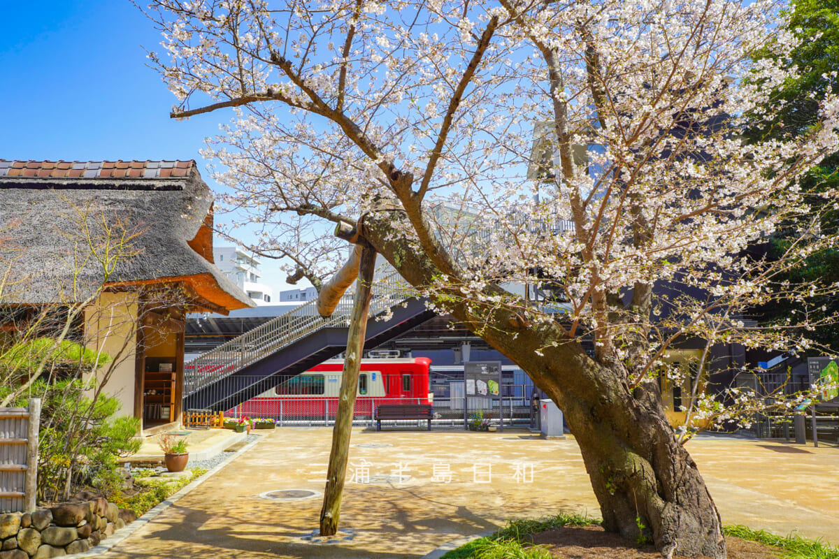 金沢八景権現山公園・旧円通寺客殿（旧木村家住宅主屋）・中庭の桜越しに金沢八景駅を出発する京急新1000形を望む（撮影日：2026.03.27）