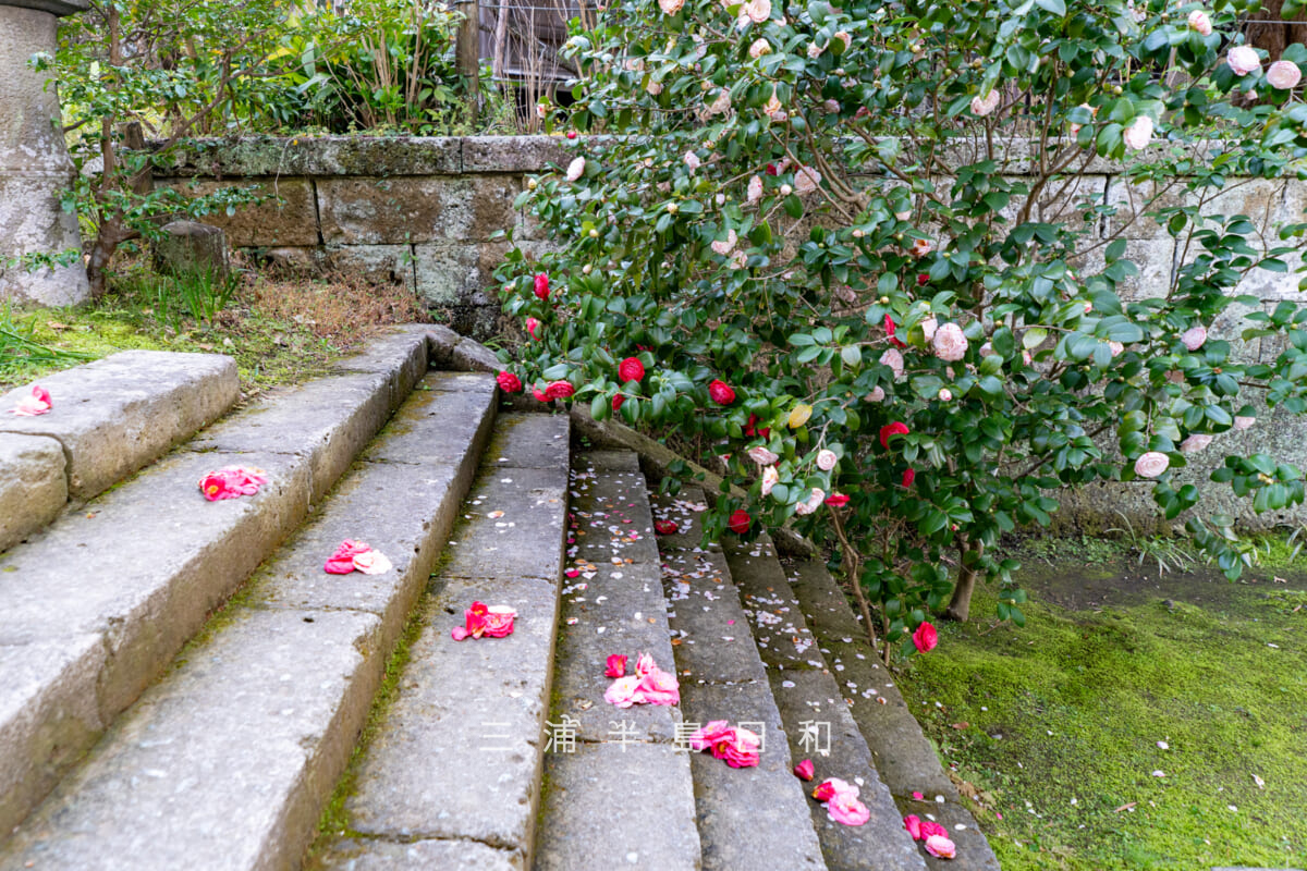 安国論寺・参道のツバキ（撮影日：2026.03.27）