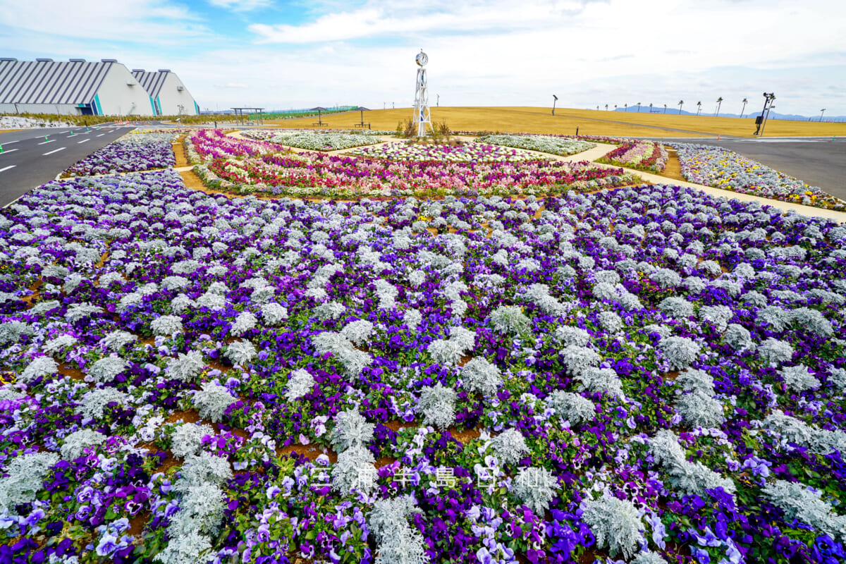 JERA park YOKOSUKA・「ふれあいの丘」の時計塔下の花壇(撮影日:2026.02.10)