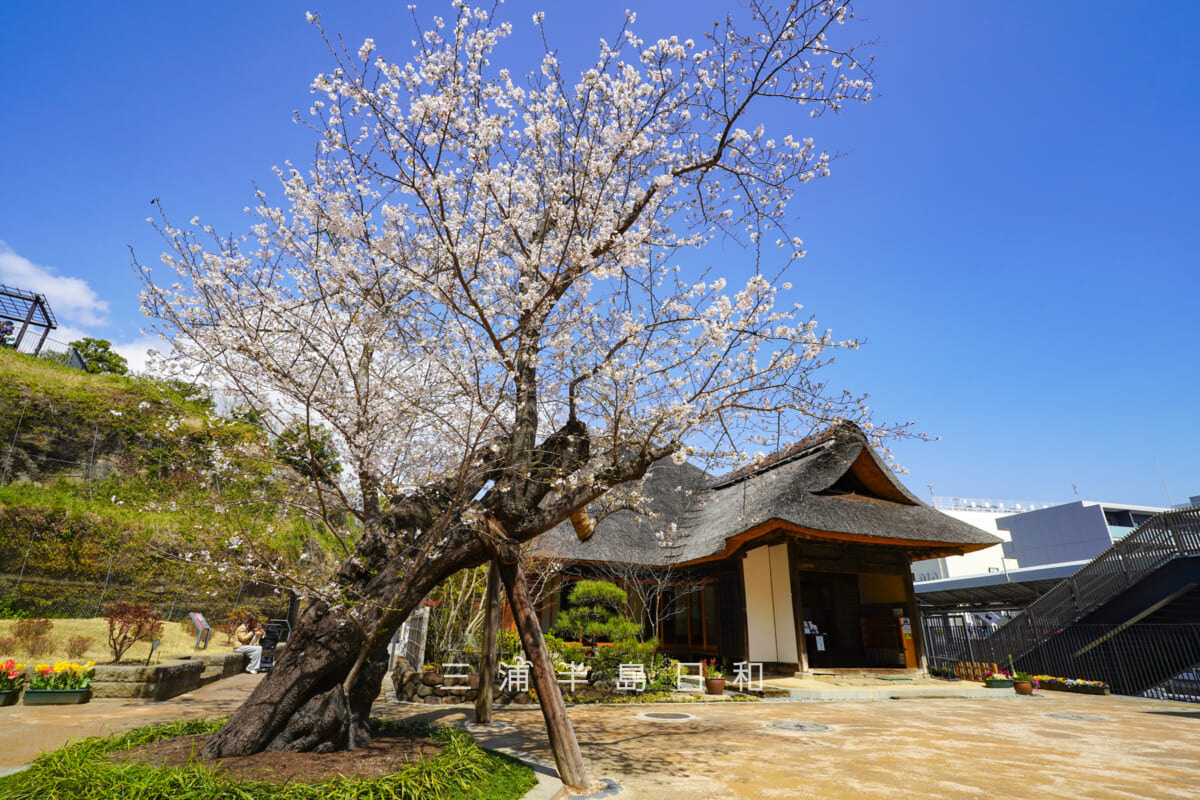 金沢八景権現山公園・旧円通寺客殿（旧木村家住宅主屋）・休憩所前より中庭の桜を望む（撮影日：2026.03.27）