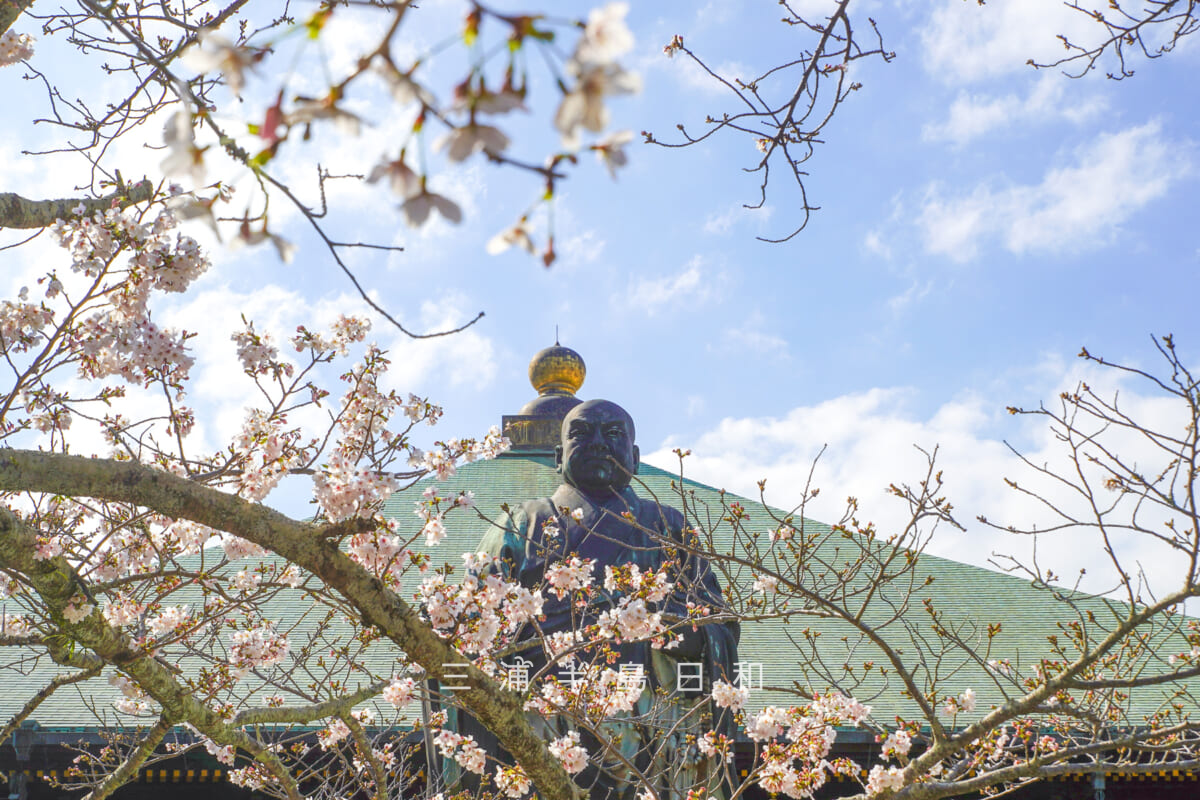 長勝寺・帝釈天大堂前の桜越しに日蓮聖人像を望む[アップ]（撮影日：2026.03.27）