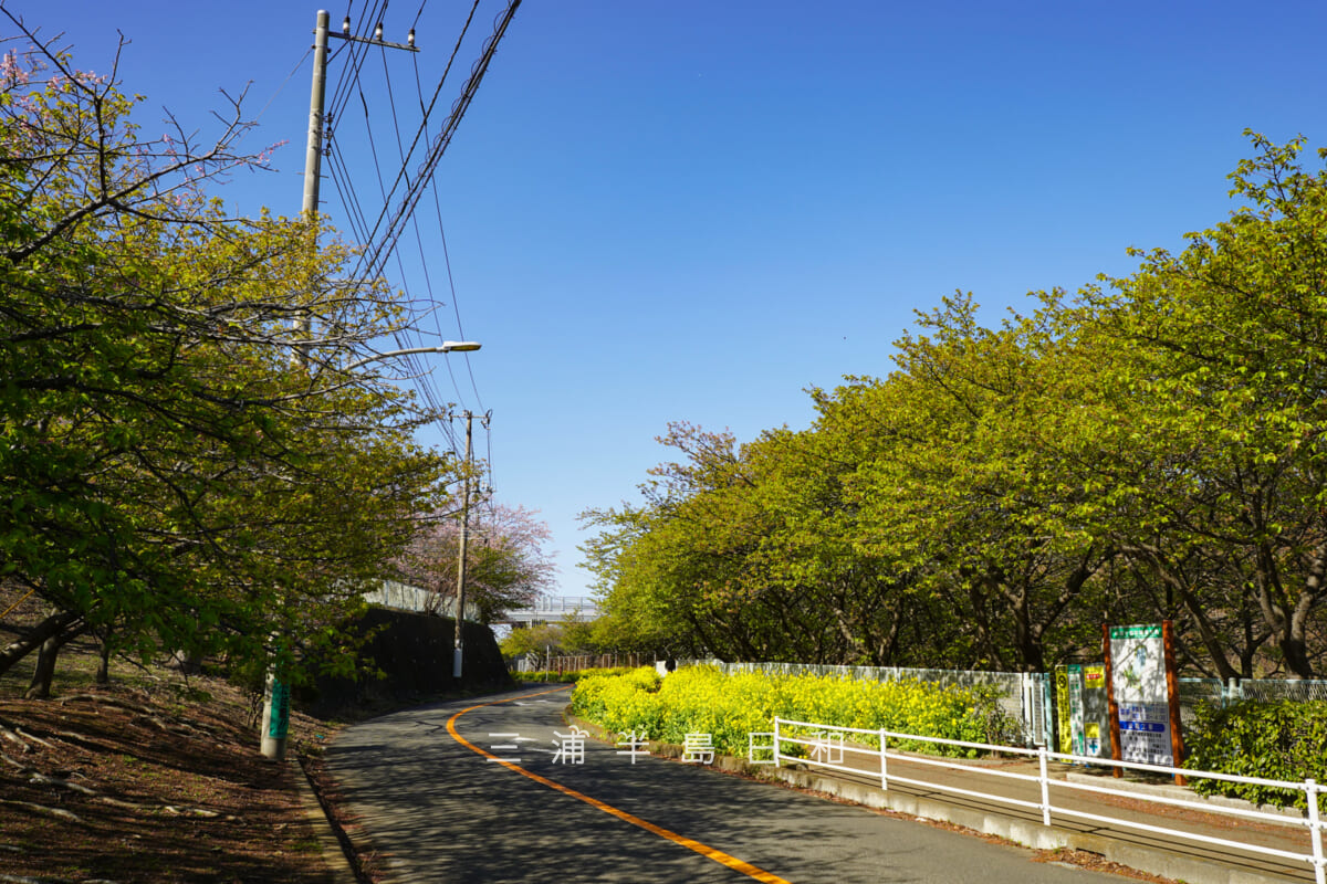 三浦海岸河津桜・開花状況-1（撮影日：2026.03.05）