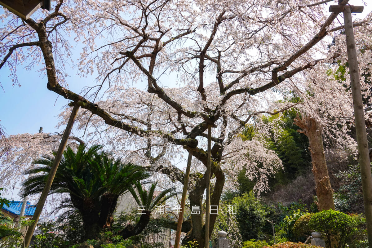 等覚寺・本堂前より枝垂れ桜を望む（撮影日：2026.03.29）
