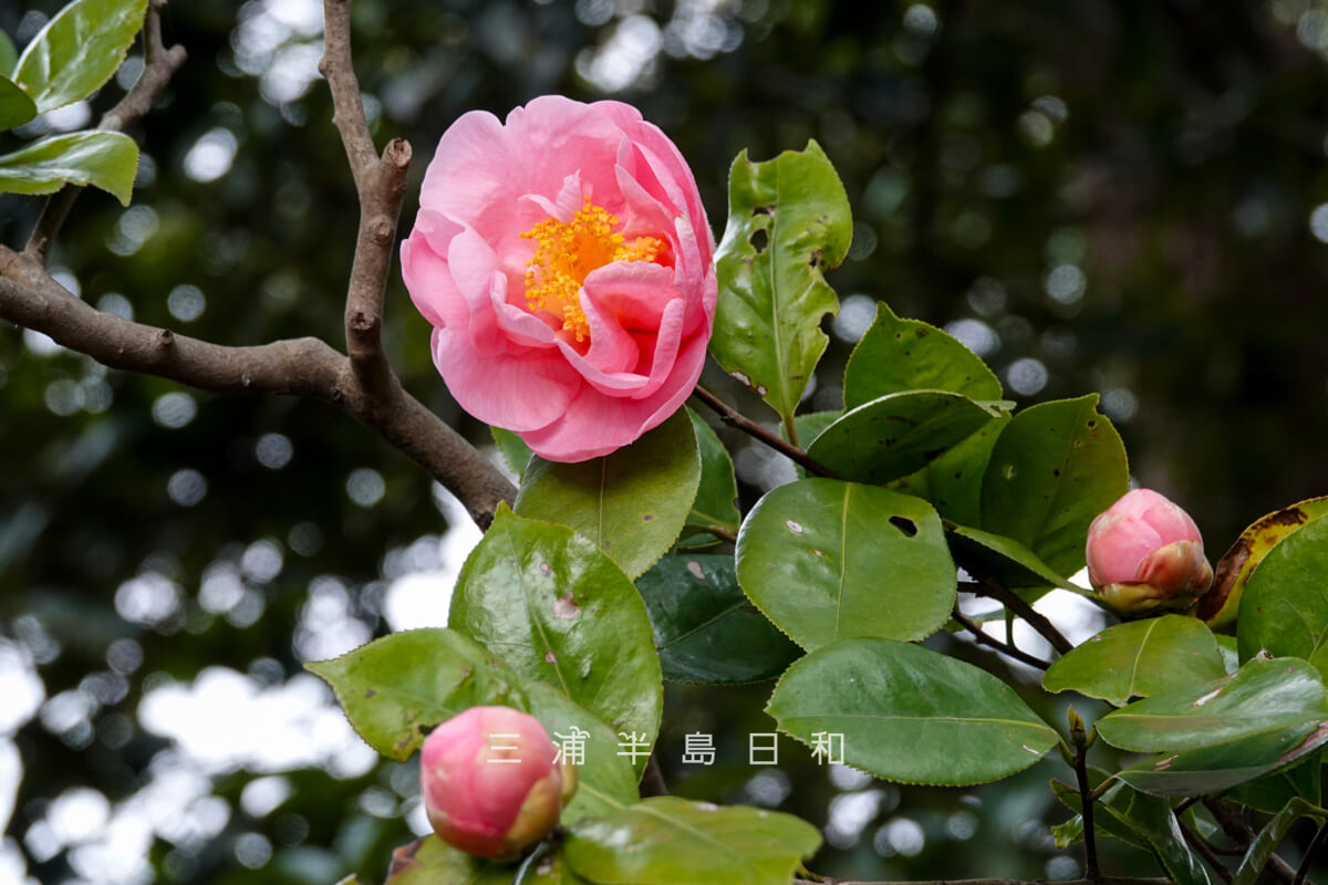 くりはま花の国-園路(つばき園)・ツバキ(撮影日:2026.03.22)