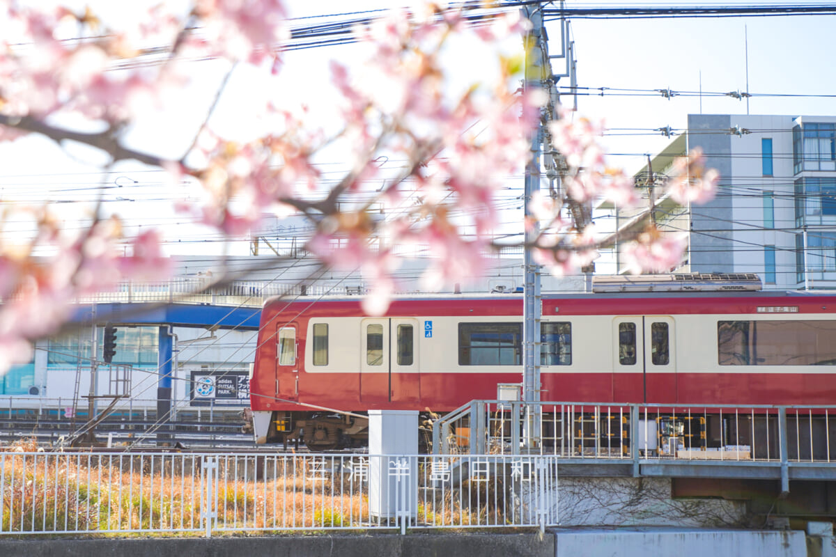 宮川沿い（泥亀）の河津桜並木・桜越しの京急電車（撮影日：2026.03.05）