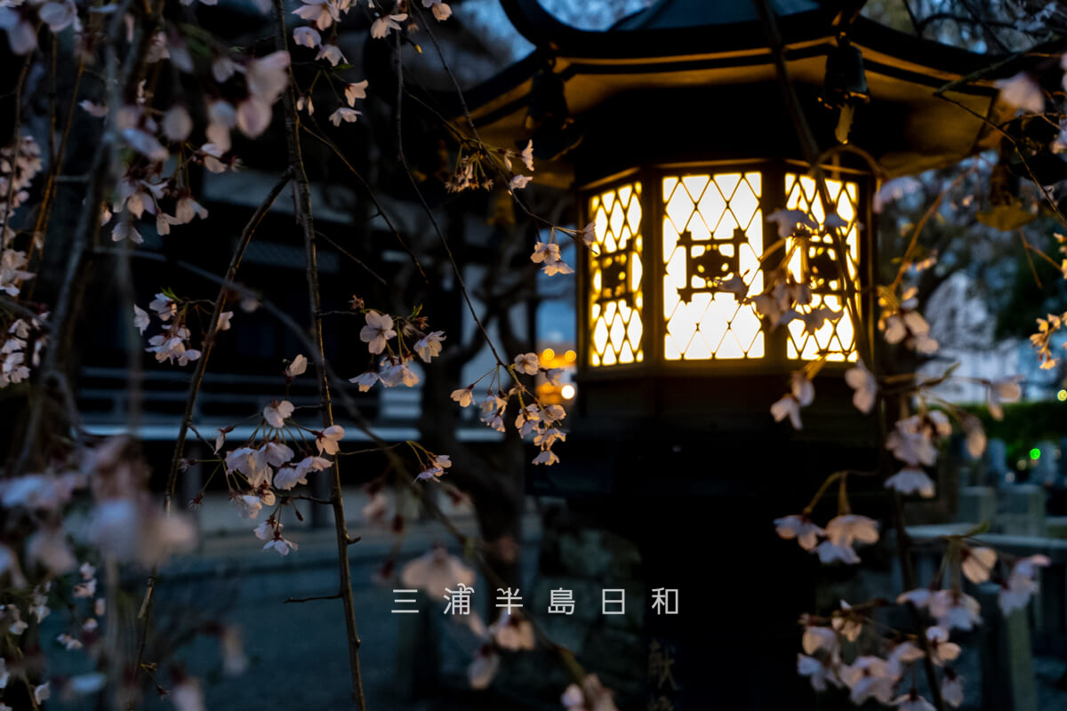 本覚寺・灯篭にライトアップされた枝垂れ桜(撮影日:2026.03.27)