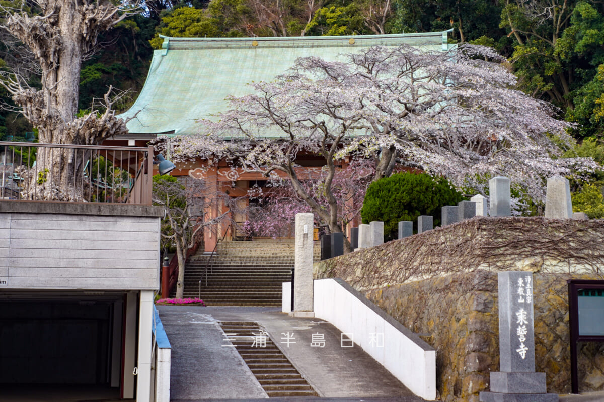 乗誓寺・満開の枝垂れ桜を望む（撮影日：2026.03.27）