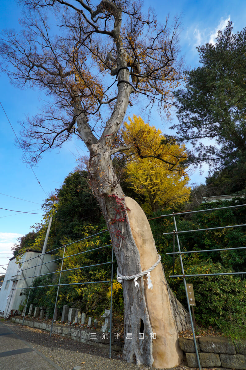 手子神社・横浜市の名木古木に指定されているケヤキ（撮影日：2025.12.05）