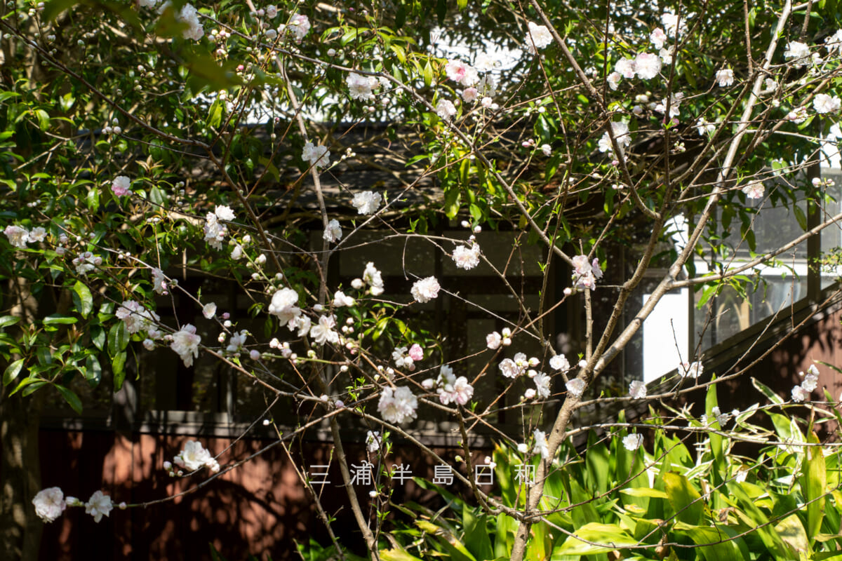 安国論寺・本堂横のハナモモ（五分咲きくらい）（撮影日：2026.03.27）