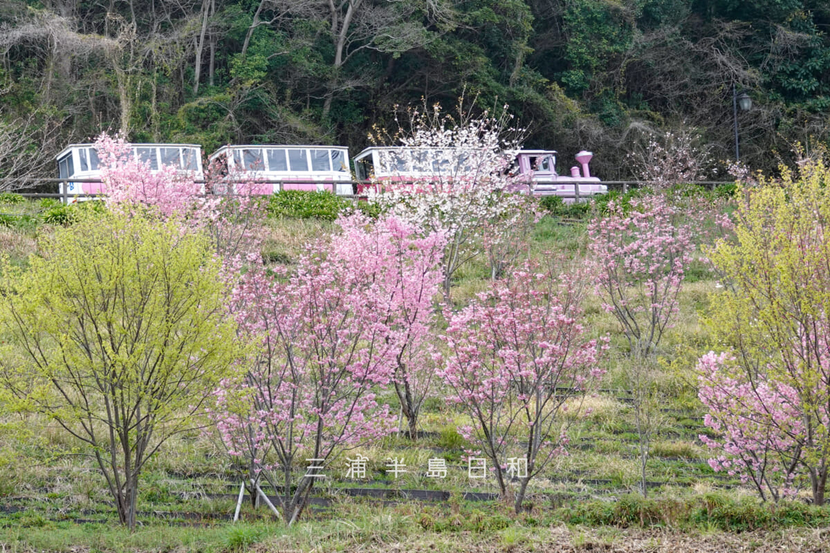 くりはま花の国-第2駐車場・陽光桜とフラワートレイン(撮影日:2026.03.22)