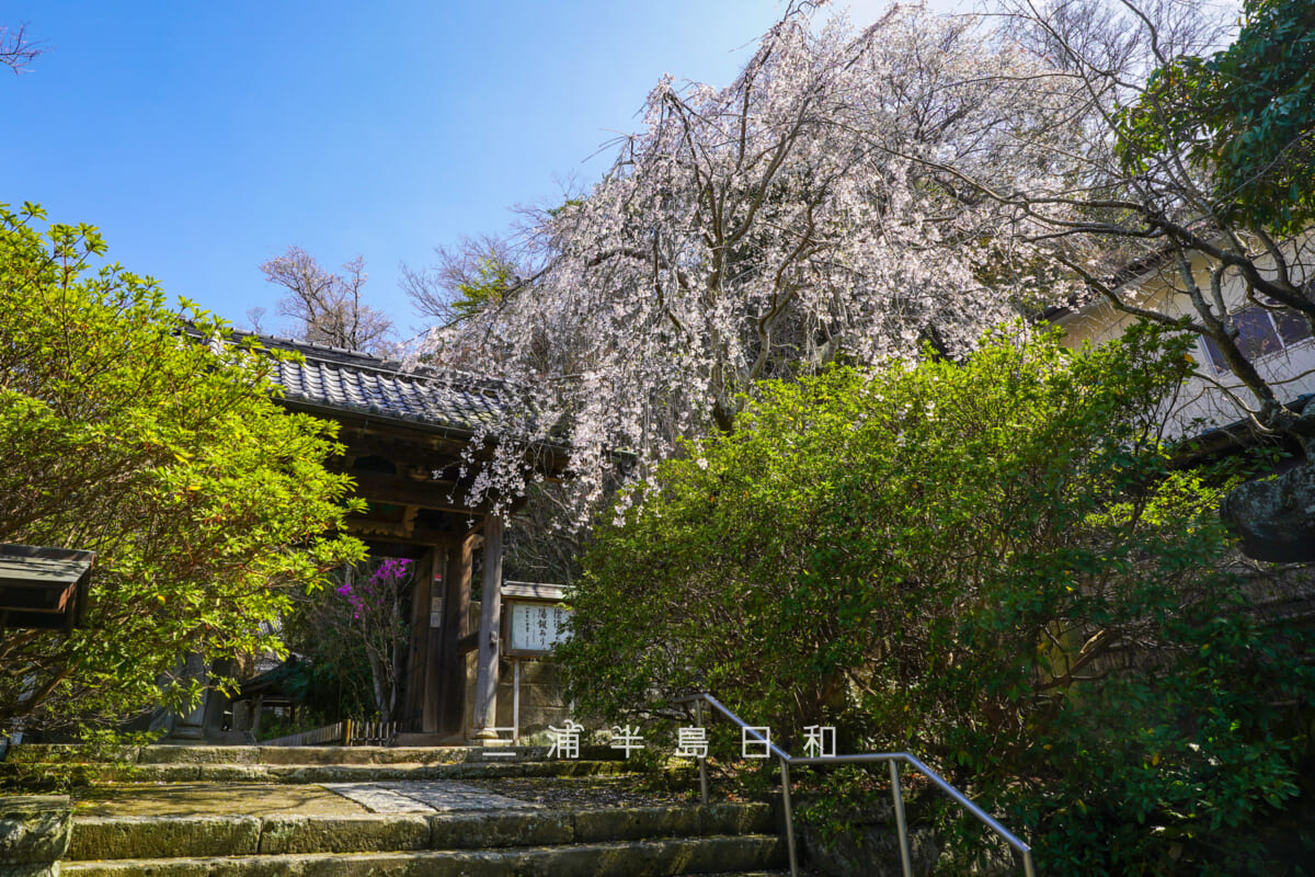 安国論寺・山門横の枝垂れ桜（撮影日：2026.03.27）
