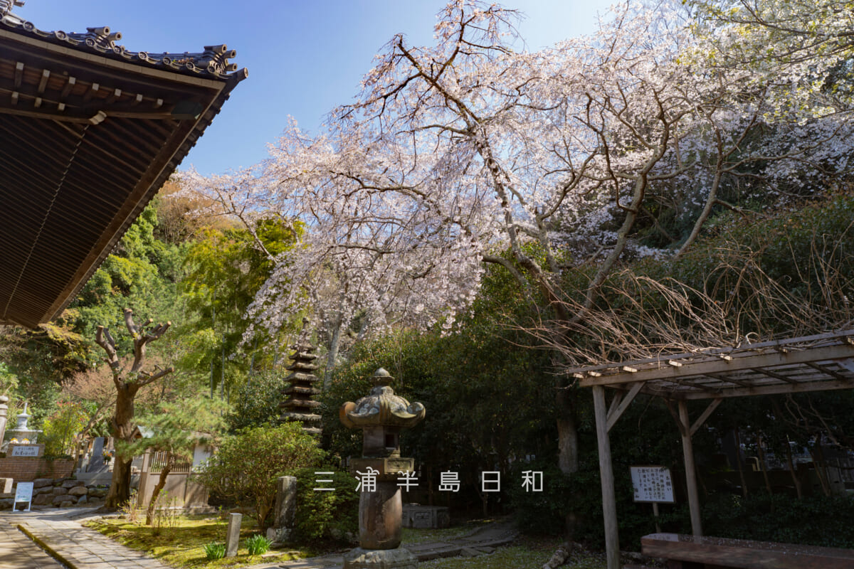 安国論寺・本堂横の大しだれ桜（撮影日：2026.03.27）