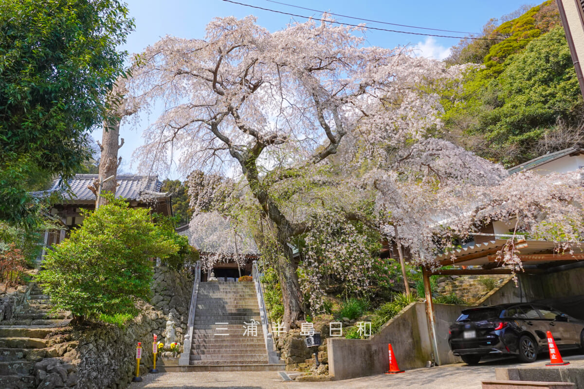 等覚寺の枝垂れ桜（撮影日：2026.03.29）