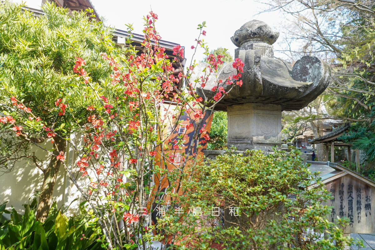 安国論寺・参道沿いの木瓜（ボケ）（撮影日：2026.03.27）