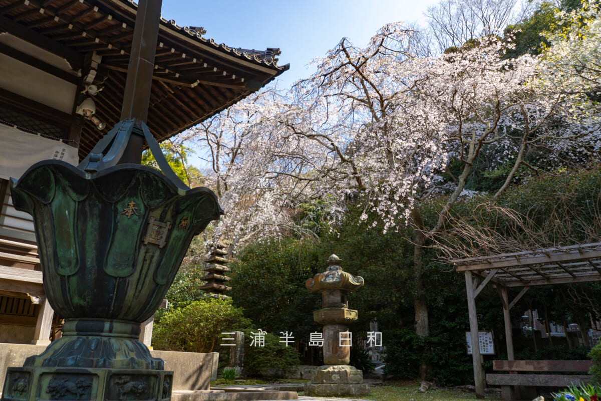 安国論寺・本堂前より大しだれ桜を見上げる（撮影日：2026.03.27）