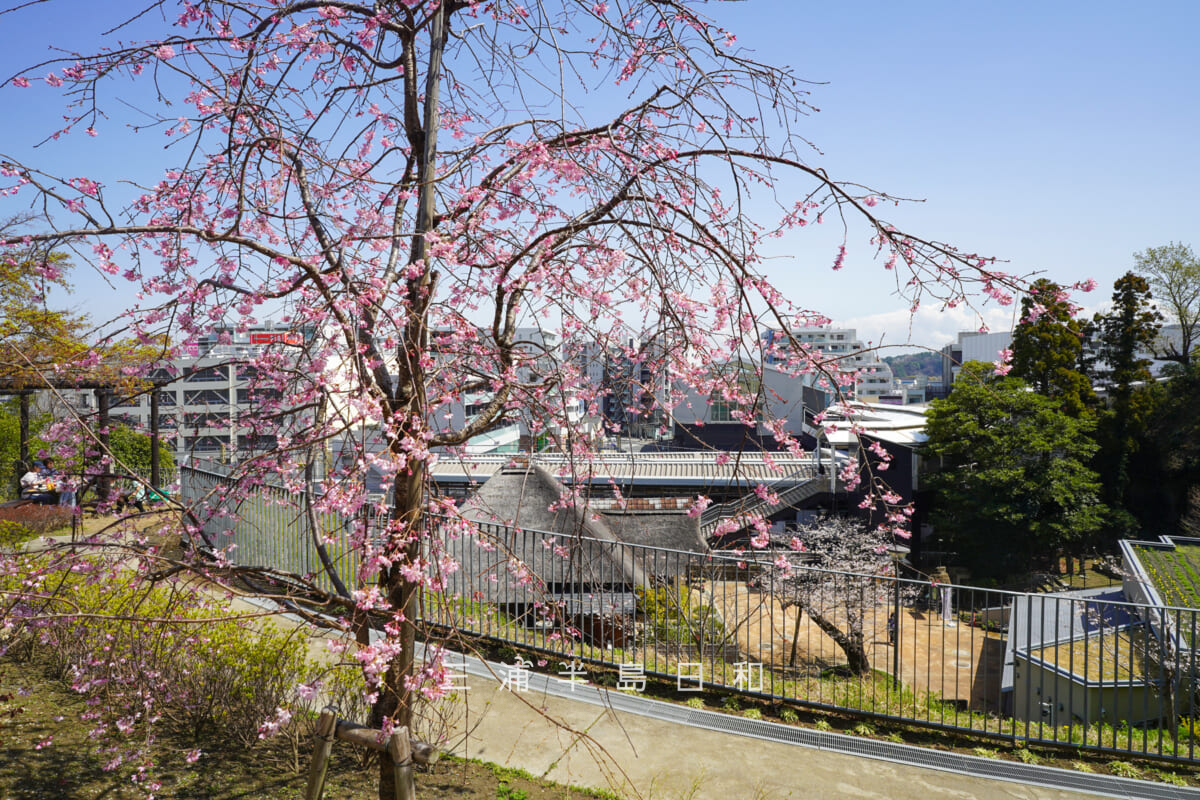金沢八景権現山公園・旧円通寺客殿（旧木村家住宅主屋）・展望広場の枝垂れ桜（撮影日：2026.03.27）