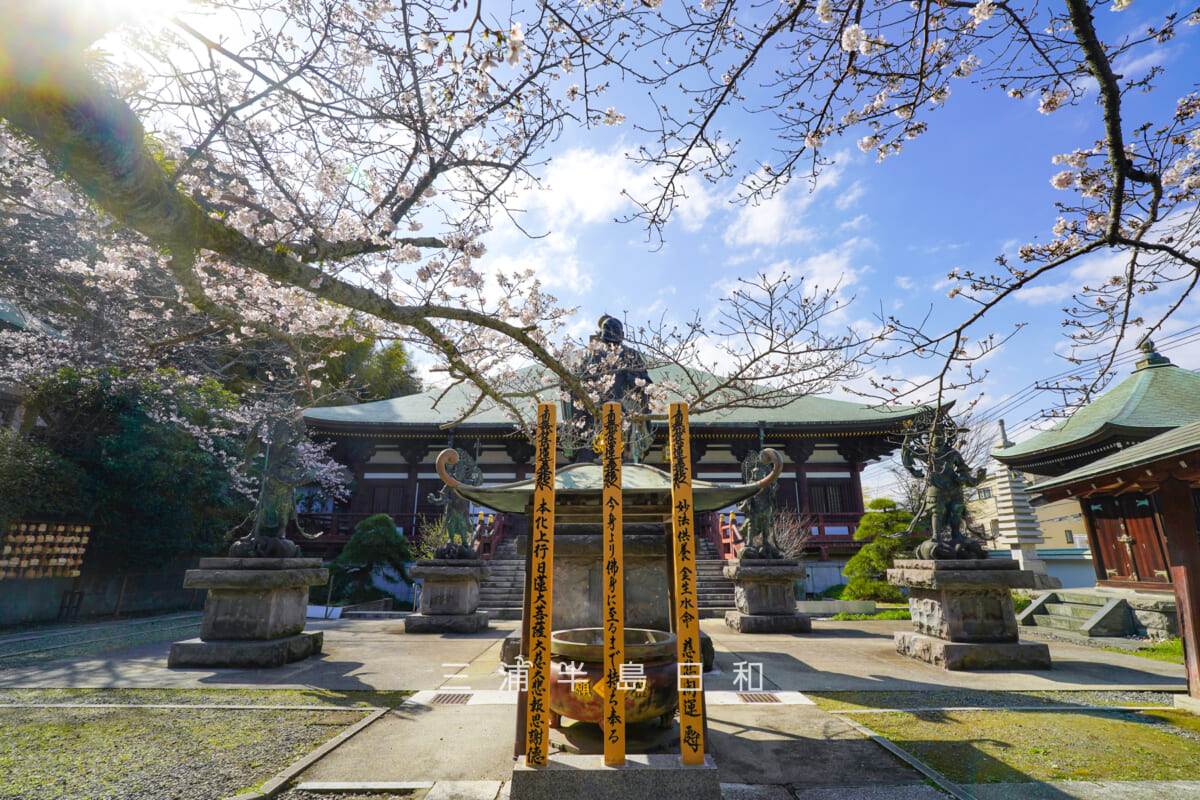 長勝寺・帝釈天大堂前の桜越しに日蓮聖人像を望む(撮影日:2026.03.27)