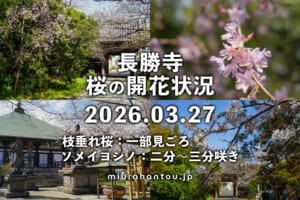 長勝寺の桜・開花状況（撮影日：2026.03.27）