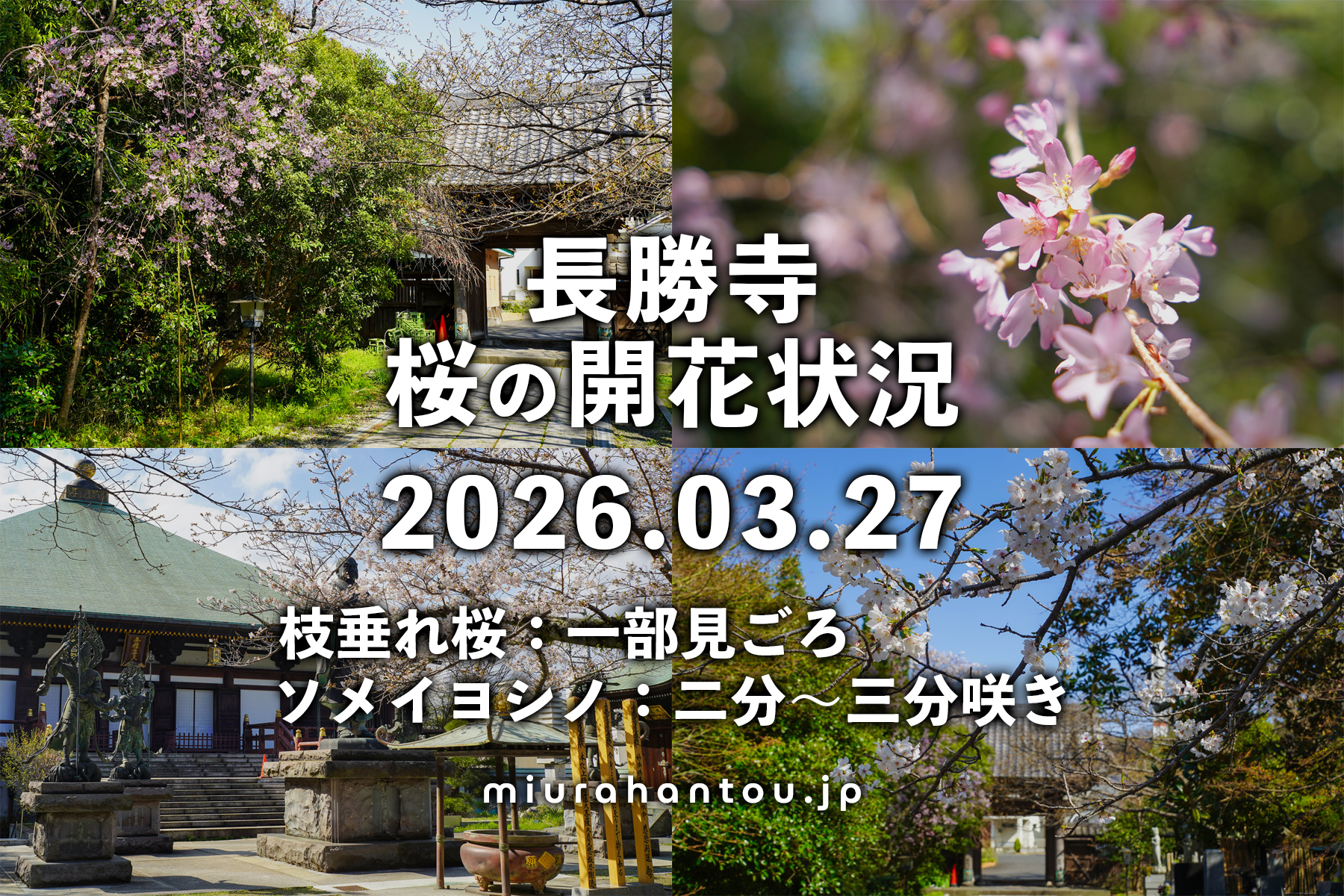 長勝寺の桜・開花状況（撮影日：2026.03.27）