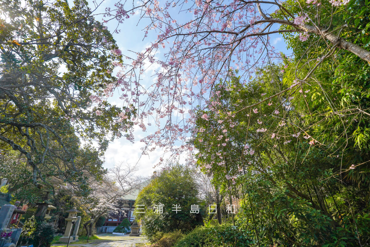長勝寺・参道の枝垂れ桜を見上げる(撮影日:2026.03.27)