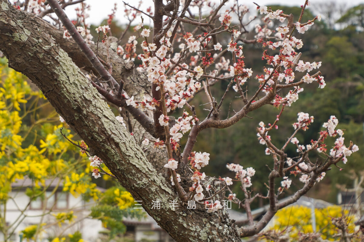 来迎寺（材木座）・梅（ウメ）（撮影日：2026.02.27）
