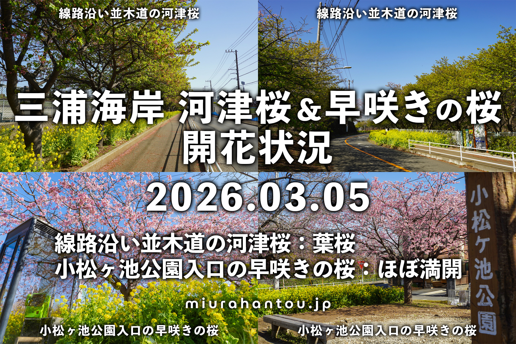 三浦海岸の桜・開花状況（撮影日：2026.03.05）