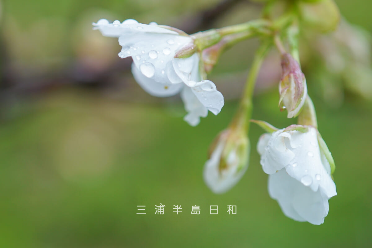 千代ヶ崎砲台跡・雨天のオオシマザクラ[アップ]（撮影日：2026.03.25）