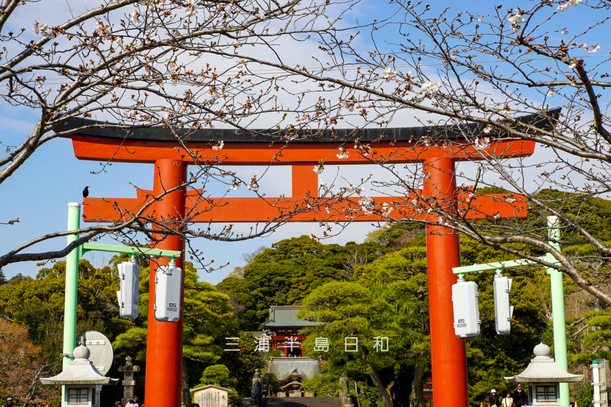 鶴岡八幡宮-若宮大路・開花しはじめた三の鳥居前の桜（撮影日：2026.03.23）