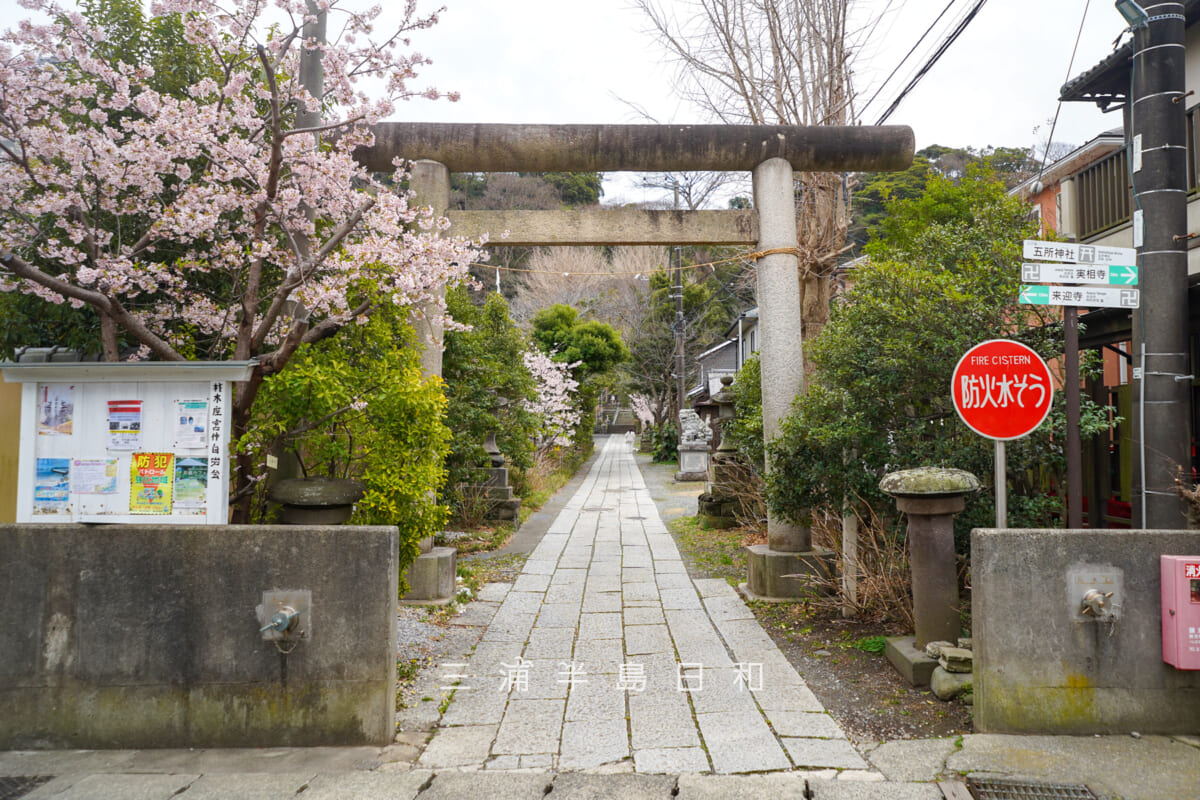五所神社・玉縄桜の季節の参道（撮影日：2026.02.27）