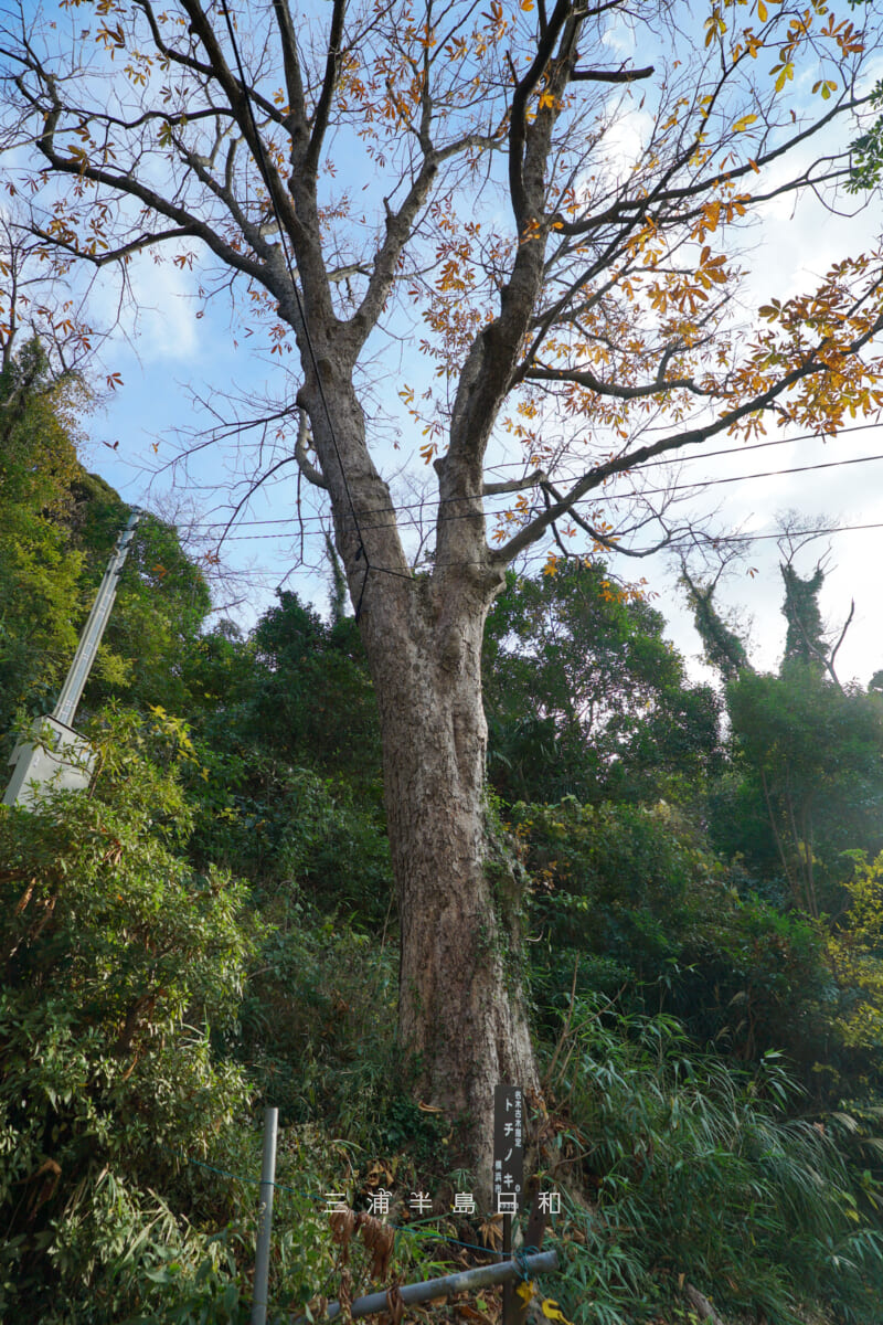 手子神社・横浜市の名木古木に指定されているトチノキ（撮影日：2025.12.05）