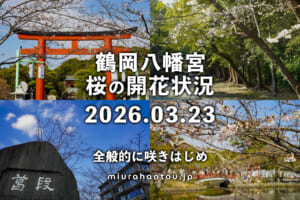 鶴岡八幡宮の桜・開花状況（撮影日：2026.03.23）