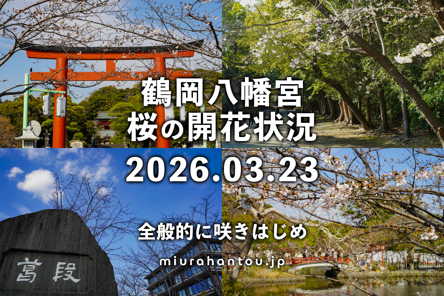 鶴岡八幡宮の桜・開花状況（撮影日：2026.03.23）