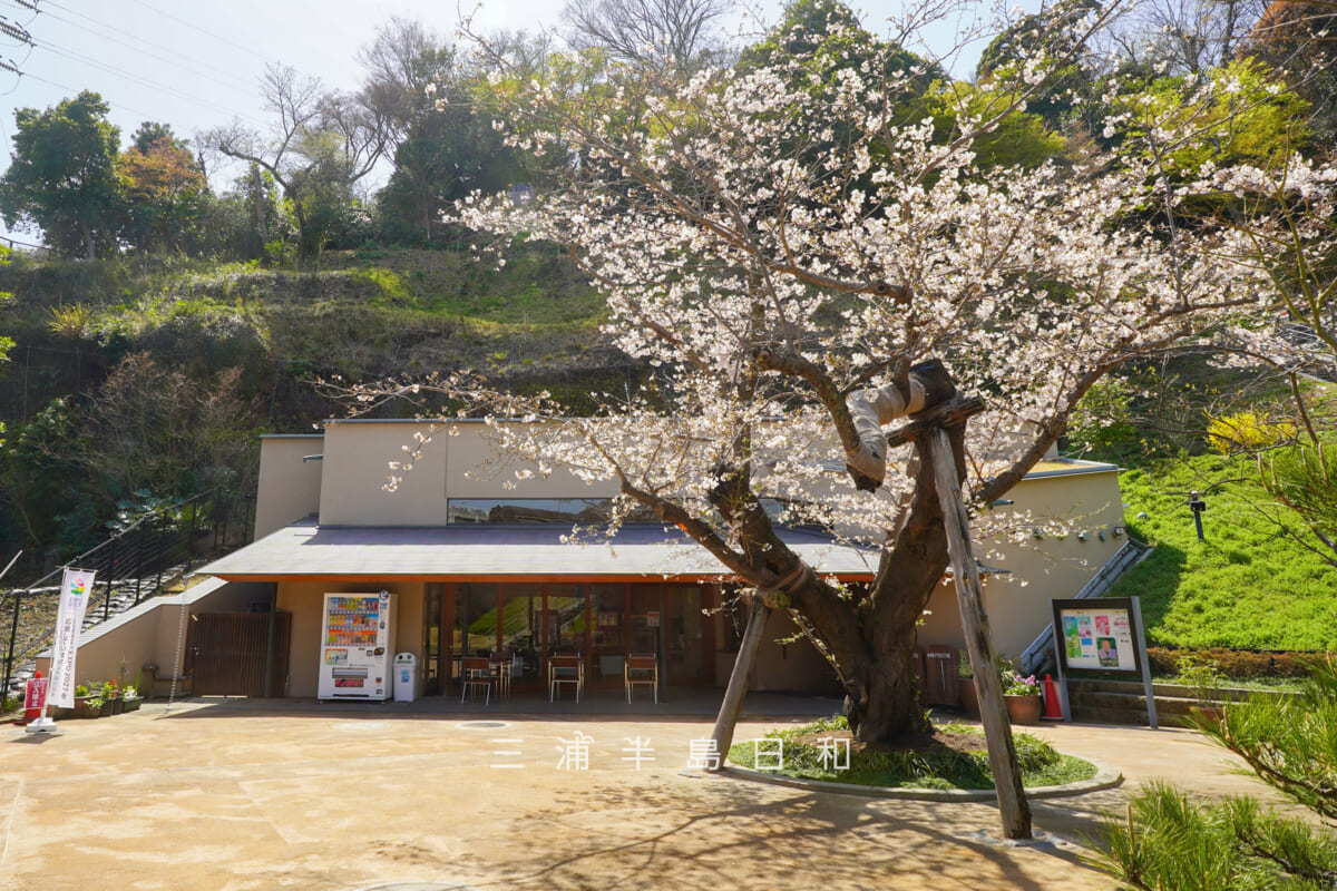 金沢八景権現山公園・旧円通寺客殿（旧木村家住宅主屋）・旧客殿前より中庭の桜と無料休憩所を望む（撮影日：2026.03.27）