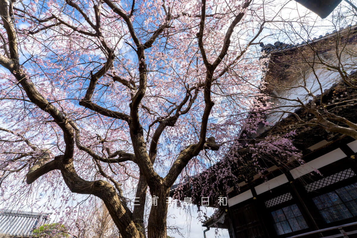 本覚寺・日蓮上人分骨堂側から枝垂れ桜を見上げる(撮影日:2026.03.23)