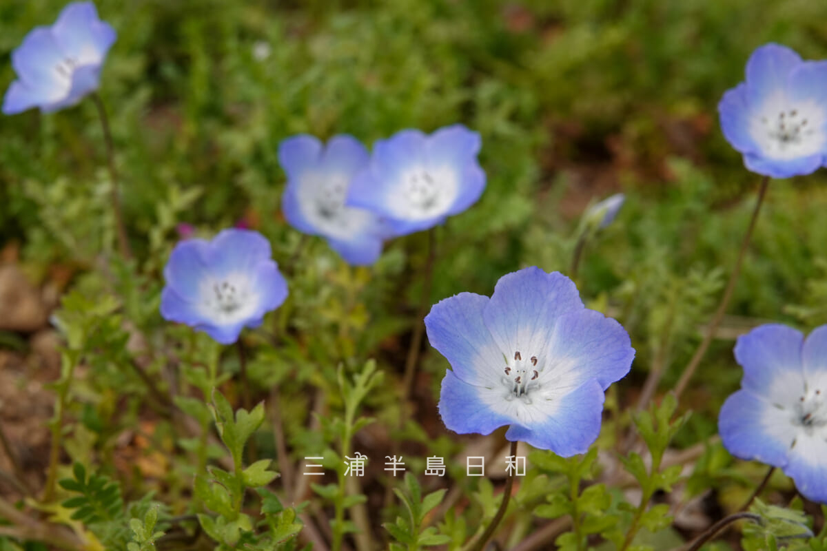 くりはま花の国-ハーブ園・ネモフィラ[アップ]（撮影日：2026.03.22）