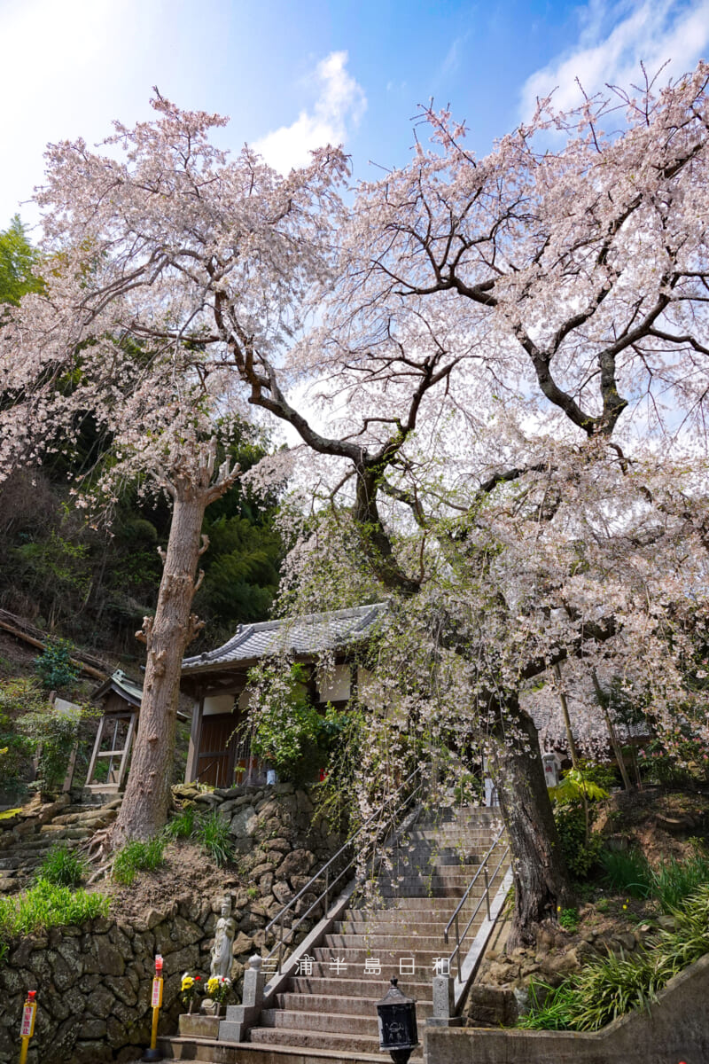等覚寺・枝垂れ桜[タテ]（撮影日：2026.03.29）