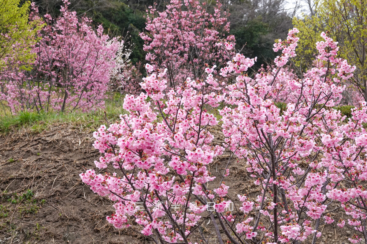 くりはま花の国-第2駐車場・陽光桜(撮影日:2026.03.22)
