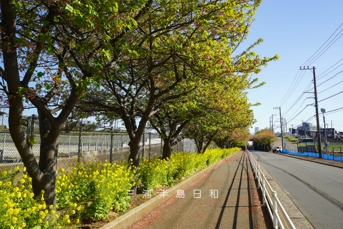 三浦海岸河津桜・開花状況-2（撮影日：2026.03.05）