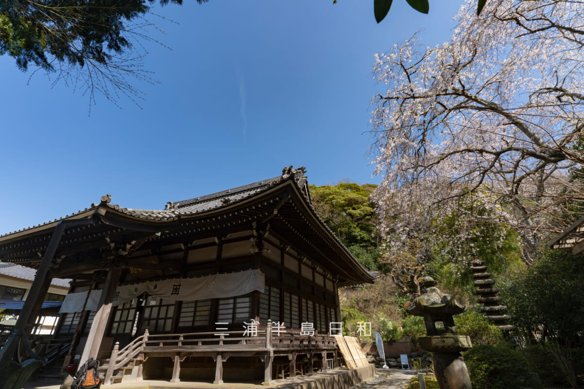 安国論寺・本堂と大しだれ桜（撮影日：2026.03.27）