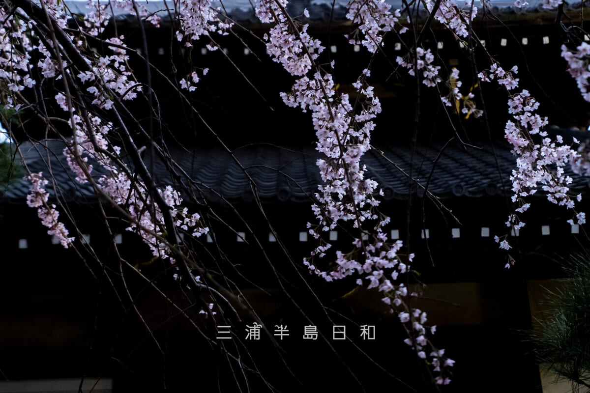 本覚寺・夕暮れの日蓮上人分骨堂前の枝垂れ桜(撮影日:2026.03.27)