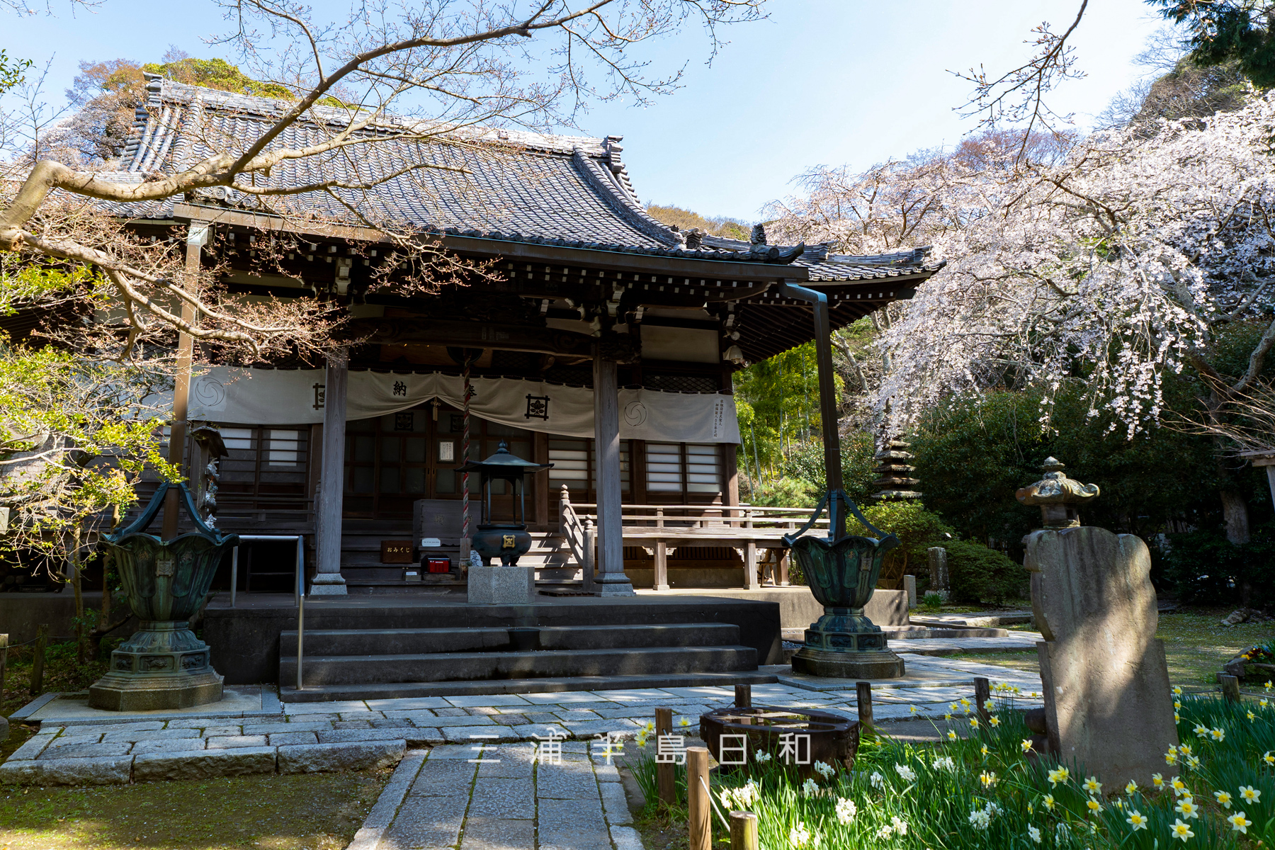 安国論寺・本堂と満開の大しだれ桜（撮影日：2026.03.27）