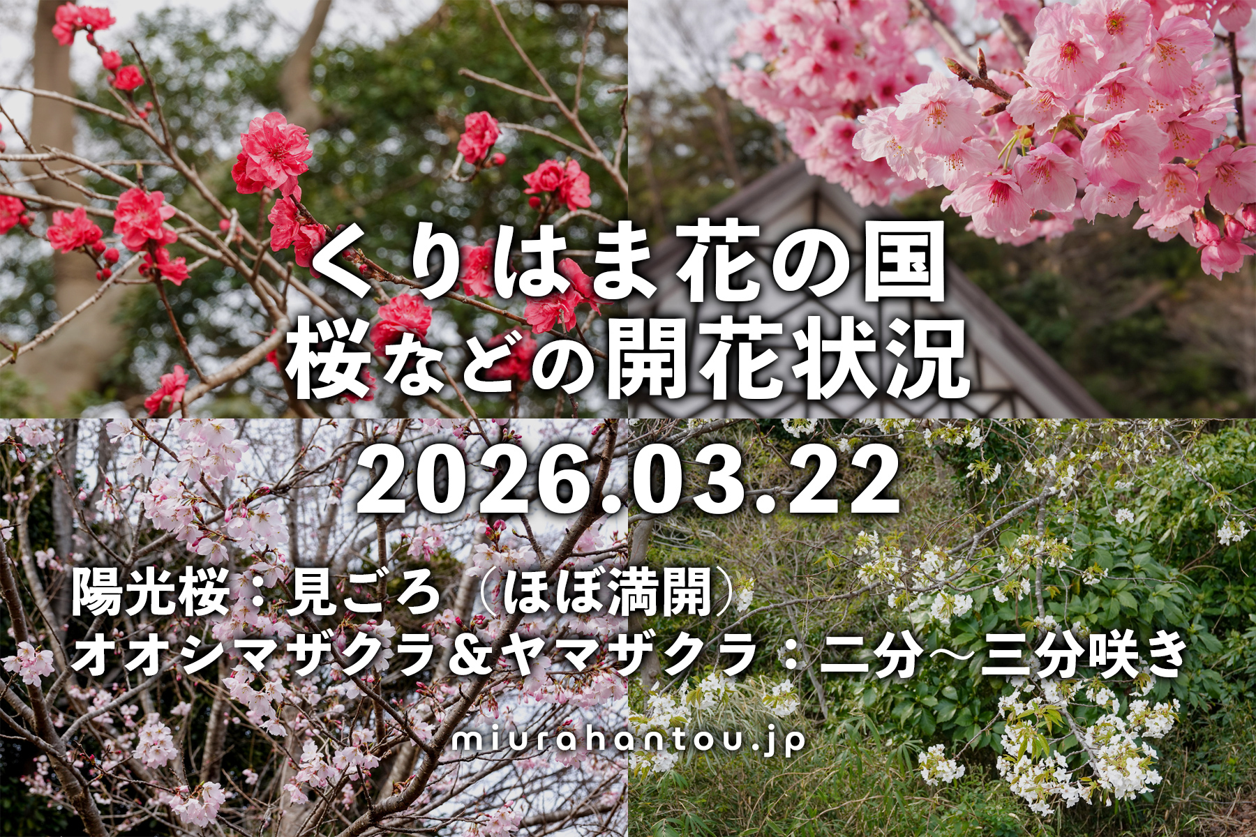 くりはま花の国の桜など・開花状況（撮影日：2026.03.22）