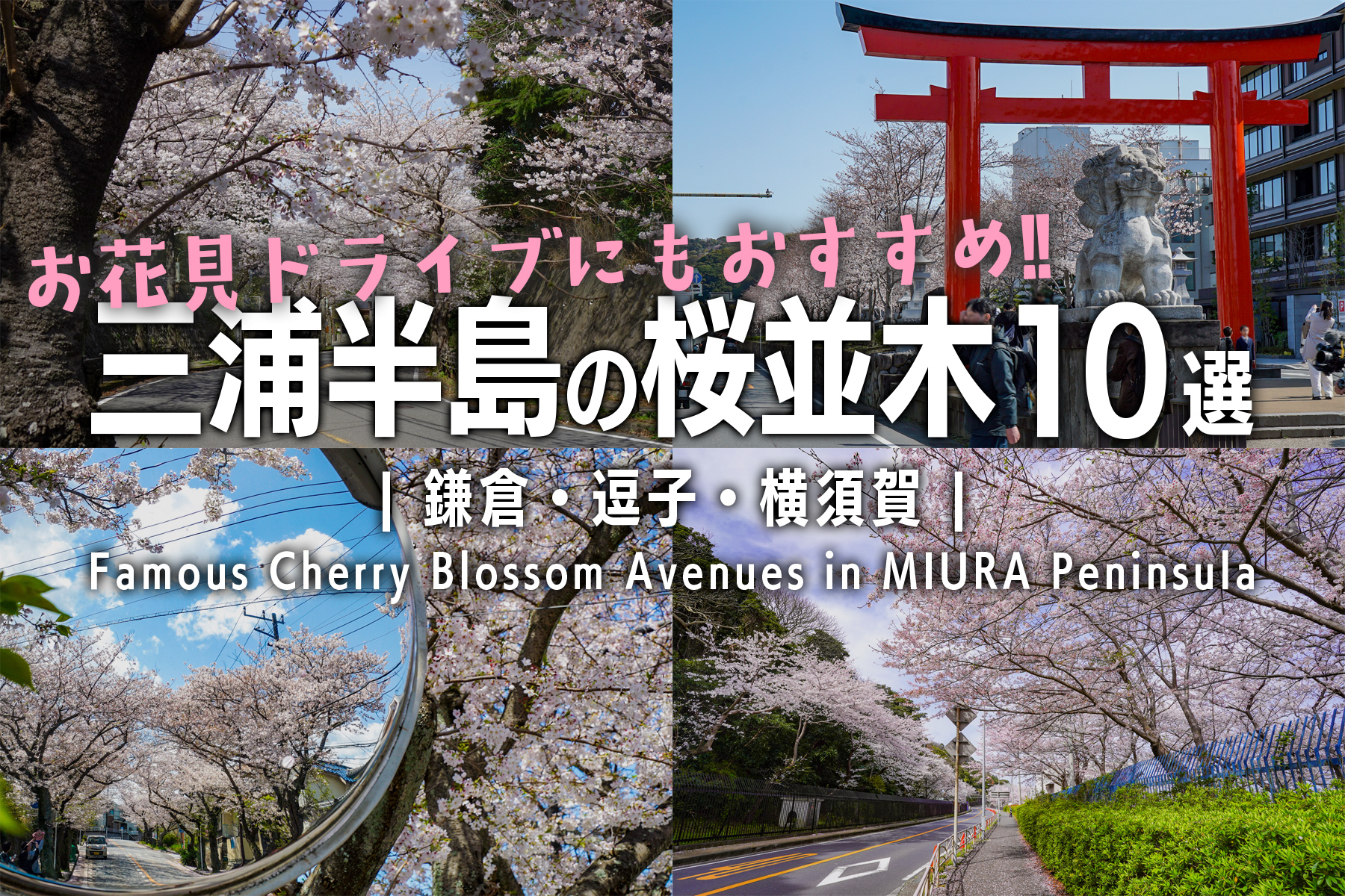 三浦半島の桜並木